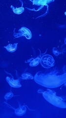 Obraz na płótnie Canvas jellyfish in aquarium