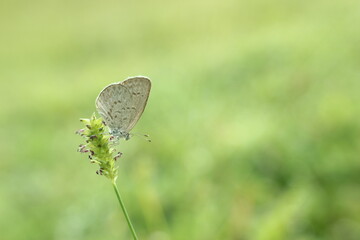 butterfly on green leaf