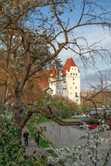 Naklejka premium beautiful view of a castle in germany, old town in Ingolstadt, sakura blossom