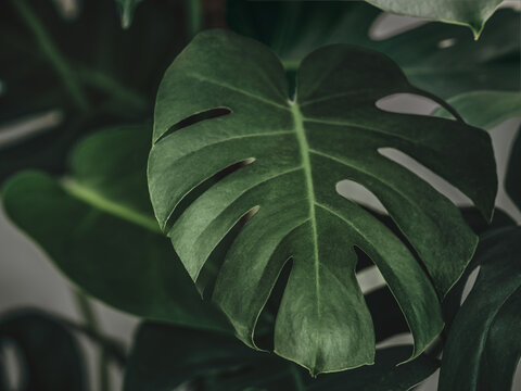 Monstera plant background. Beautiful real mostera plant leaves as tropical background for wallpaper. Horizontal background with dark green tropical leaves