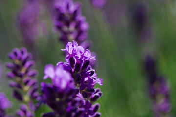 Blooming fragrant lavender flowers on a field..