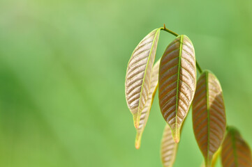 young leaves brown color blur background