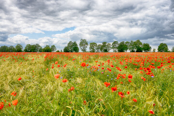 Agricultural field landscape with a clouds in the sunny day