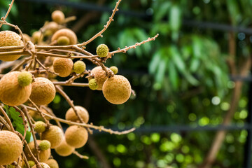 Longan bunch on longan tree,Longan orchards in chiang mai Thailand.