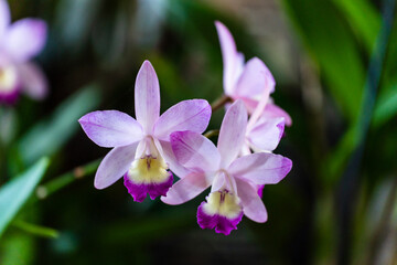 Closeup of purple cattleya orchids