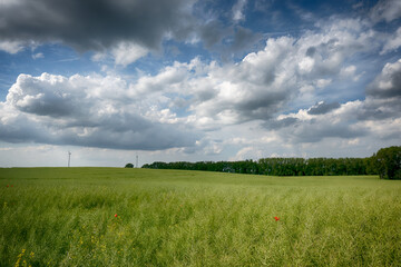 Agricultural field landscape with a clouds in the sunny day