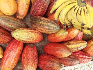 Cacao fruits and banans