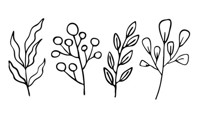 set of vector branches, herbs in Doodle style.hand-drawn illustration for packaging design