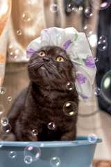 Сat in a shower cap looks at soap bubbles