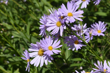 ルーウッドアスター