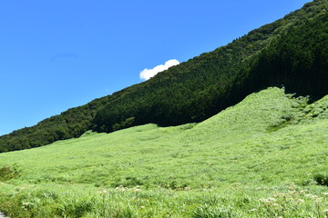 仙石原すすき草原