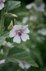 Wild flower Althaea officinalis in the garden.