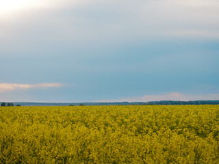 Fototapeta premium Scenic rural landscape with yellow rape. Yellow flower with blue sky.