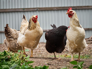 Free range chicken on a farm.