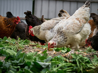 Free range chicken on a farm.