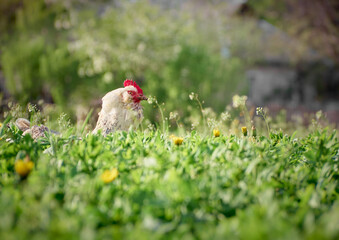 Free range chicken in the garden on a farm.