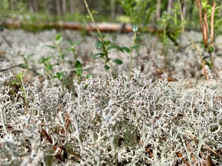 moss on the ground