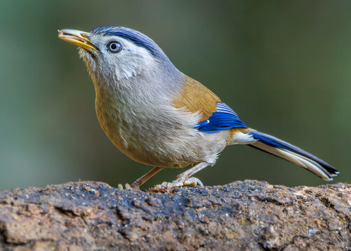 Blue winged Minla