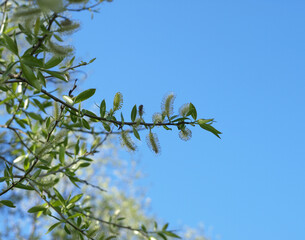 Fluffy willow buds on a tree branch
