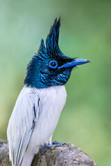 Indian Paradise Flycatcher