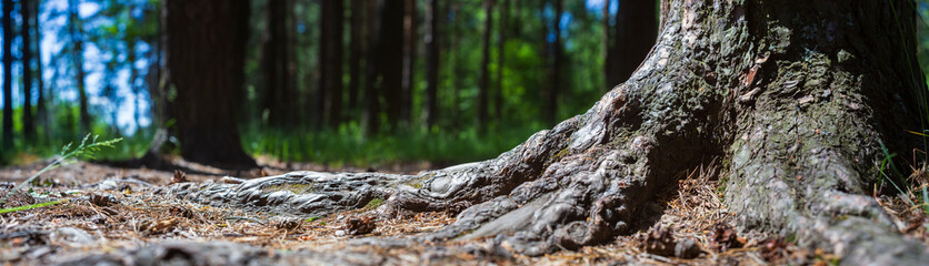 Close-up roots of pine in forest. Low point of view in nature landscape with strong blurry background. Ecology environment
