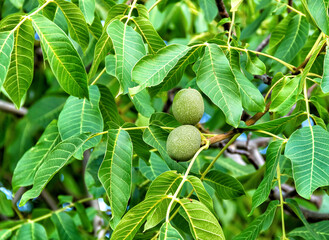 Walnut fruits