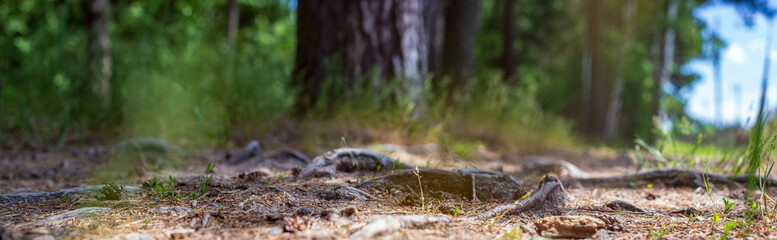 Forest path close-up with cones and roots. Low point of view in nature landscape with strong blurry background. Ecology environment