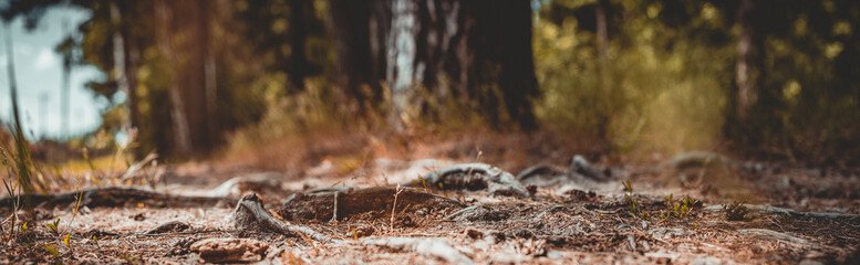 Forest path close-up with cones and roots. Low point of view in nature landscape with strong blurry background. Ecology environment