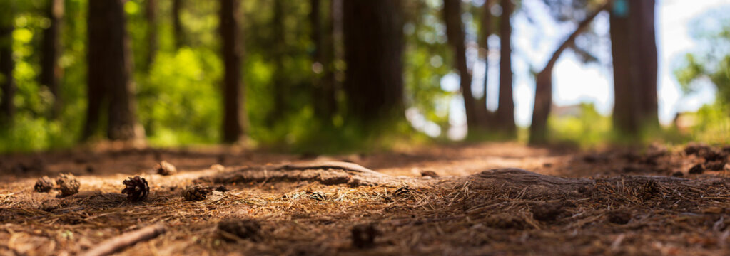 Forest path close-up with cones and roots. Low point of view in nature landscape with strong blurry background. Ecology environment