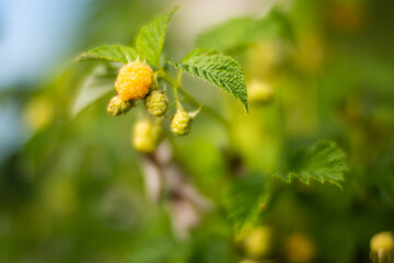 Ripe, juicy raspberries. Garden fruit bush. Beautiful natural rural landscape with strong blurred background