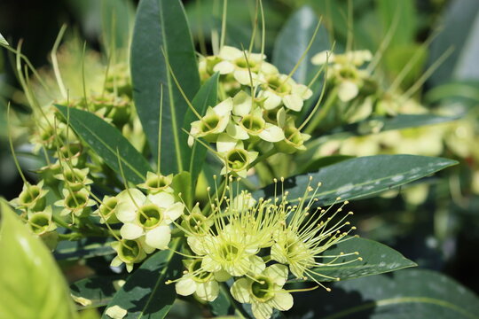 Cambodia. Xanthostemon chrysanthus, the golden penda or first love, is a species of tree in the myrtle family Myrtaceae. It is a popular garden plant with showy yellow blooms.