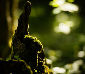 Stump covered with moss and resembling a hand pointing up. Selective focus on foreground with blurred background and copy space