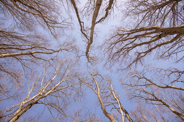 Fototapeta na wymiar Trees leaving trunks in the sky.