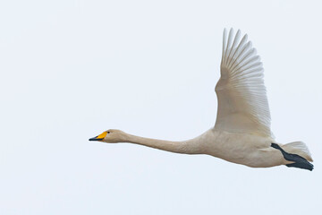 オオハクチョウ飛翔 (Whooper swan)