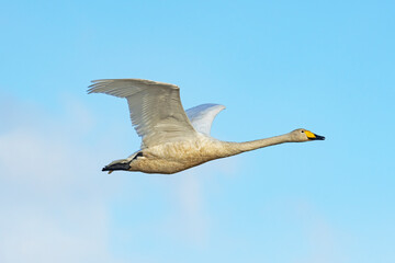 オオハクチョウ飛翔 (Whooper swan)