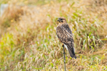ノスリ (common buzzard)