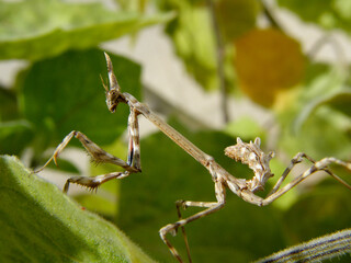 louva a deus (empusa pennata)