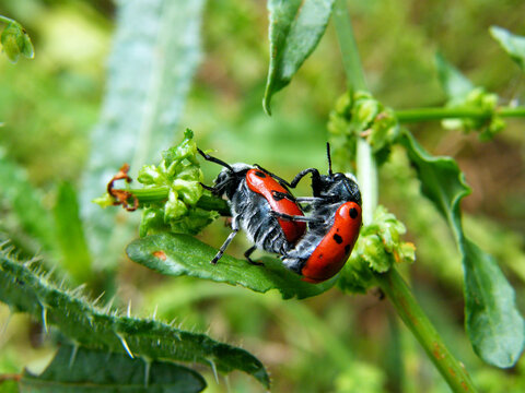 Clytra quadripunctata