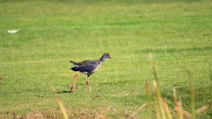 caimão comum (Porphyrio porphyrio)