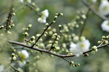 blossoming plum blossom in spring