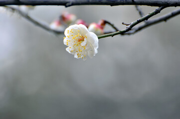 blossoming plum blossom in spring