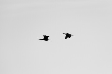 Dos pájaros volando, centrados, en blanco y negro