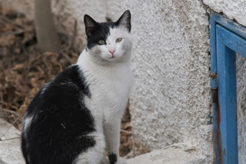 A black and white cat next to a blue window frame in Santorini