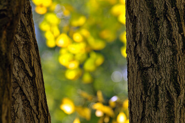 Obraz premium golden ginkgo tree in autumn