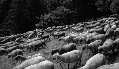 flock of sheep in the mountains