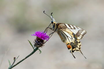 Machaon (Papilio machaon)