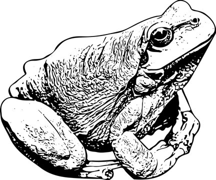 recommend clip art: Sketch drawing frog, Line art illustration of frog, Silhouette of frog