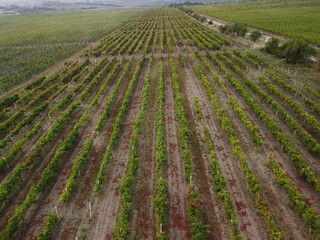 Aerial view of vineyards field plantation on sunset. Cinematic drone aerial view on Green highland valley countryside. Eco farming in wild nature landscape. Tourism, travel concept.