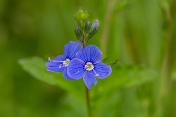 Blooming lilac germander speedwell flower on a green background in the summer macro photography. Small bird's-eye speedwell flower with blue striped petals closeup photo on a sunny day.