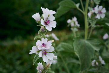 Wild flower Althaea officinalis in the garden.